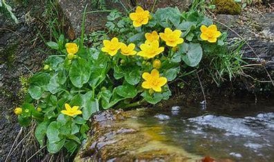 Marsh marigold
