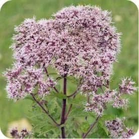 Hemp agrimony