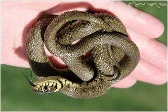 Grass snake