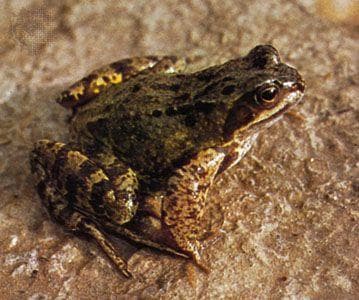 Common frog