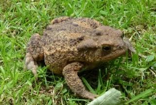 Common toad