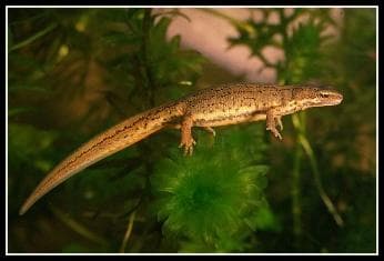 Palmate newt