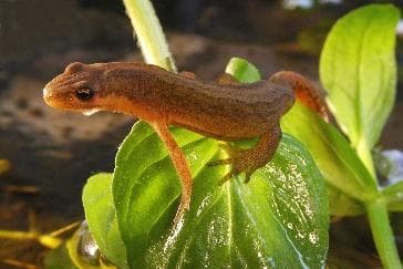 Smooth newt