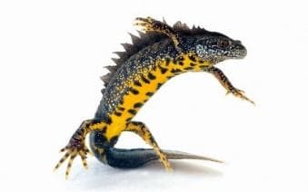 Great crested newt