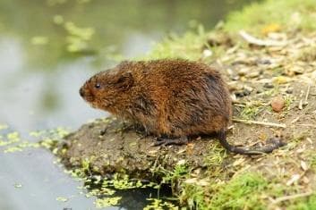Water vole