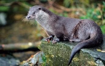 Otter