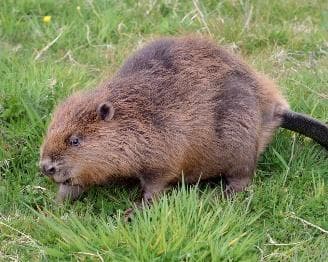 Beaver