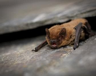 Soprano pipistrelle