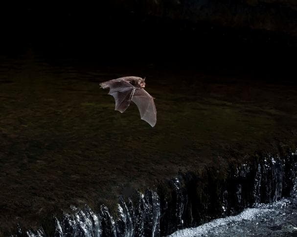 Daubenton’s bat