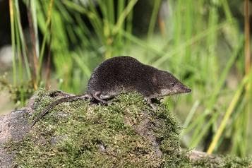 Water shrew