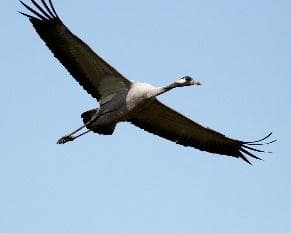 Common crane