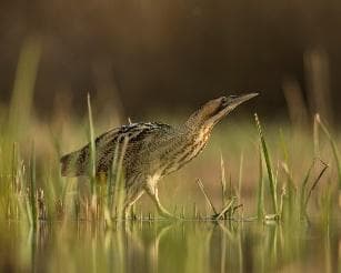 Bittern