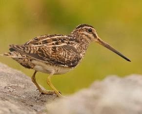 Common snipe