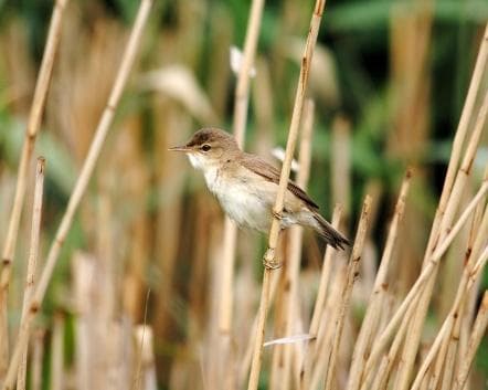 Eurasian reed warbler