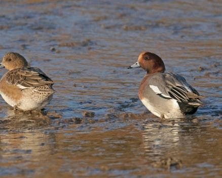 Eurasian wigeon