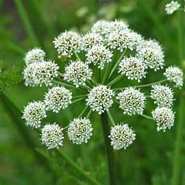 Hemlock water dropwort