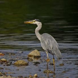 Grey heron