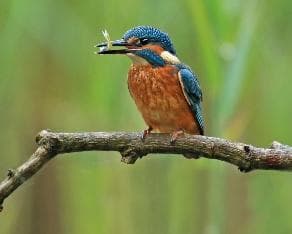 Kingfisher