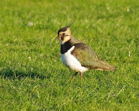 Lapwing