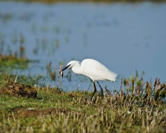 Little egret