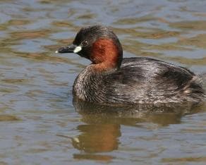 Little grebe