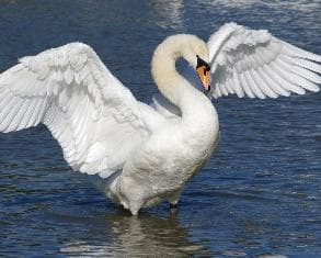 Mute swan