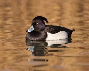 Tufted duck