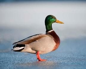 Mallard duck