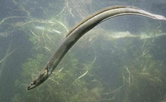 European eel