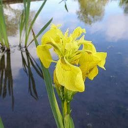 Yellow flag iris