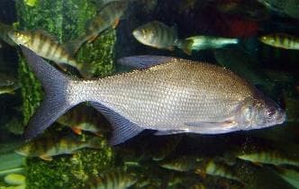 Bream