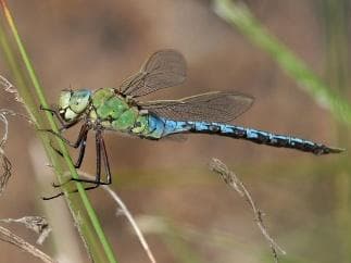 Emperor dragonfly