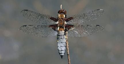 Broadbodied chaser
