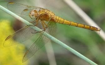 Keeled skimmer
