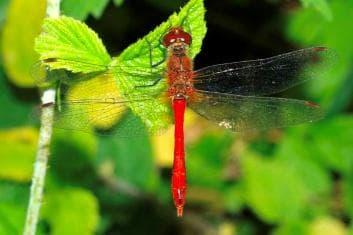 Ruddy darter