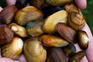 Freshwater mussels (various species)