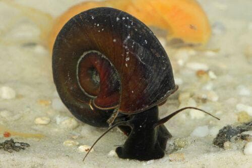 Ramshorn snail