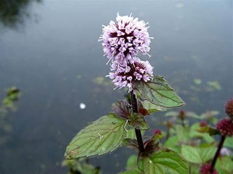 Water mint