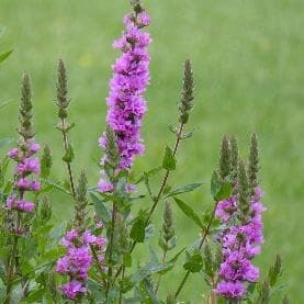 Purple loosestrife